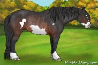 Horse Color:Brown Frame Rabicano 