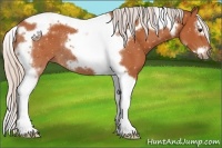 Horse Color:Silver Bay Splash Tobiano Frame Rabicano 
