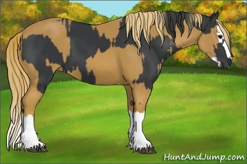 Horse Color:Black  and Chestnut Splash 