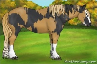 Horse Color:Black  and Chestnut Splash 