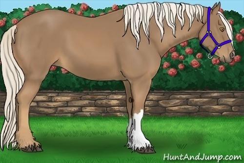 Horse Color:Palomino