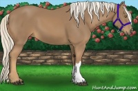Horse Color:Palomino 