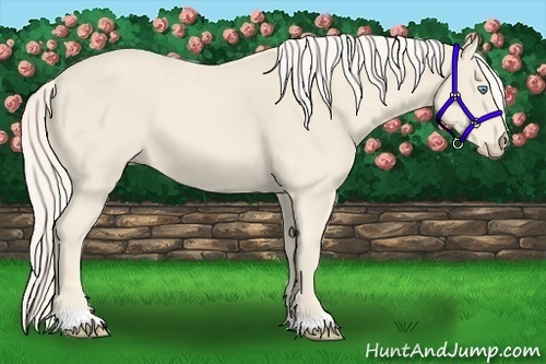 Horse Color:Cremello 