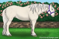 Horse Color:Cremello 