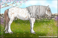 Horse Color:Sable Champagne Sabino Tobiano Blanket and Sable Champagne Sabino Tobiano Blanket Rabicano