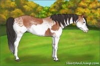 Horse Color:White Spotted Bay Splash  and White Spotted Bay Splash 