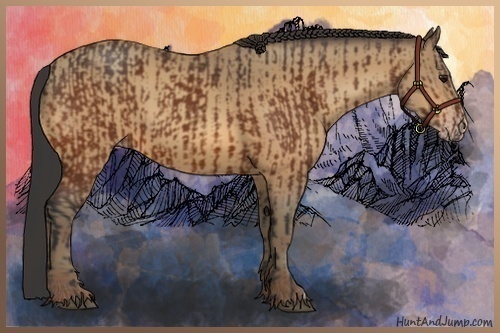 Horse Color:Bay  and Amber Champagne 