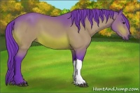 Horse Color:Watercolor Bay 