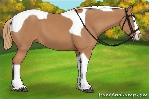 Horse Color:Chestnut Splash Tobiano