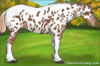 Horse Color:Chestnut Tobiano Appaloosa