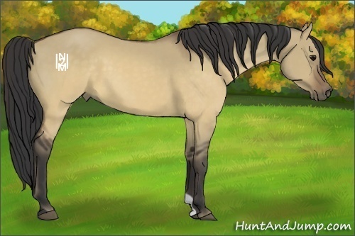 Horse Color:Buckskin Dun 