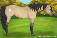Horse Color:Buckskin Dun