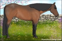 Horse Color:Buckskin 