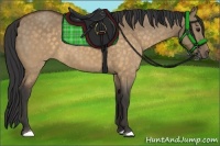 Horse Color:Buckskin Dun