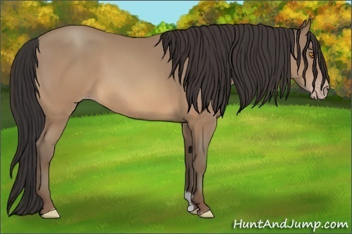 Horse Color:Sable Champagne 
