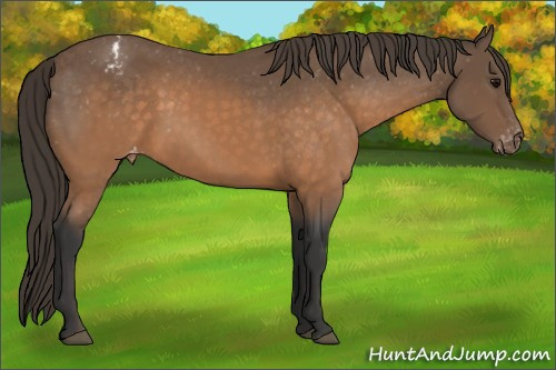 Horse Color:Buckskin Appaloosa 