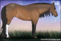 Horse Color:Buckskin 