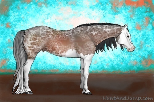 Horse Color:Bay Ice Splash 