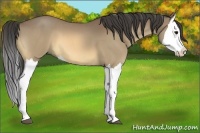 Horse Color:Buckskin Roan Splash 