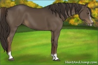 Horse Color:Liver Chestnut Sabino 