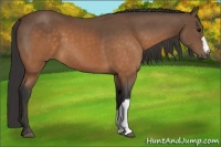 Horse Color:Buckskin 