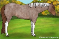 Horse Color:Red Roan Tobiano 