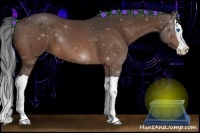 Horse Color:Brown Splash