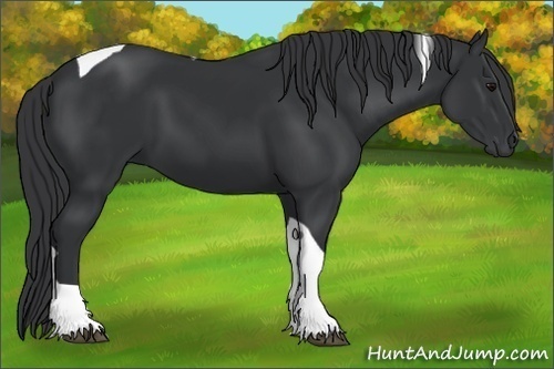 Horse Color:Black Tobiano Rabicano 