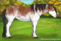 Horse Color:White Spotted Bay Tobiano 