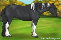 Horse Color:Black Tobiano 