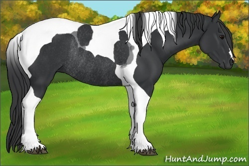 Horse Color:Black Tobiano Rabicano