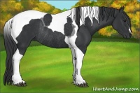 Horse Color:Black Tobiano Rabicano