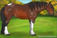 Horse Color:Bay Tobiano 
