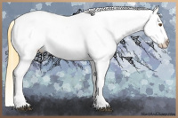 Horse Color:Buckskin Dun Appaloosa 