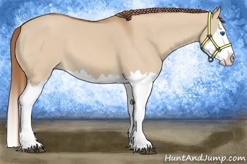 Horse Color:Red Dun Sabino Splash 
