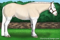 Horse Color:Silver Amber Champagne Dun Sabino Splash Rabicano