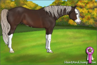 Horse Color:Gray Silver Buckskin Splash 