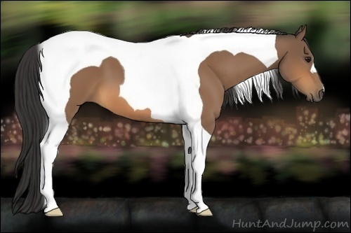 Horse Color:Buckskin Tobiano 