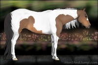 Horse Color:Buckskin Tobiano 