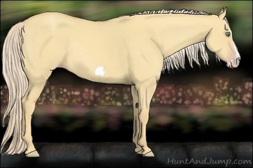 Horse Color:Gold Cream Champagne Dun Frame Rabicano 