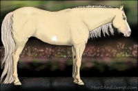Horse Color:Gold Cream Champagne Dun Frame Rabicano
