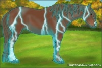 Horse Color:Thunderstruck Chestnut