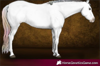 Horse Color:Nacre Brown Sabino Splash Appaloosa 