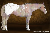 Horse Color:Nacre Chestnut Sabino Splash Blanket Rabicano