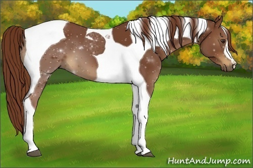 Horse Color:Chestnut Tobiano