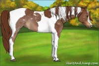 Horse Color:Chestnut Tobiano