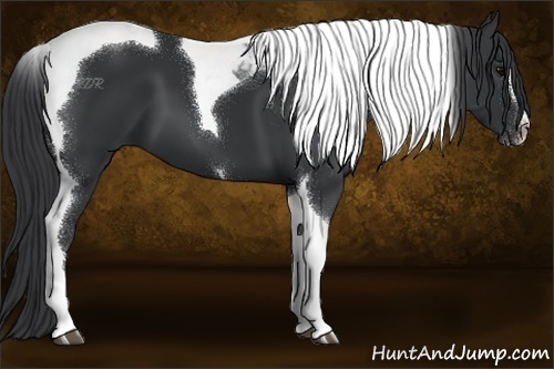 Horse Color:Black Sabino Tobiano 