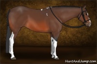 Horse Color:Bay Sabino Tobiano