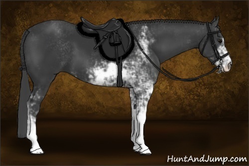 Horse Color:Black Sabino 