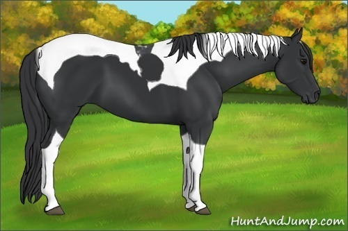 Horse Color:Black Tobiano 